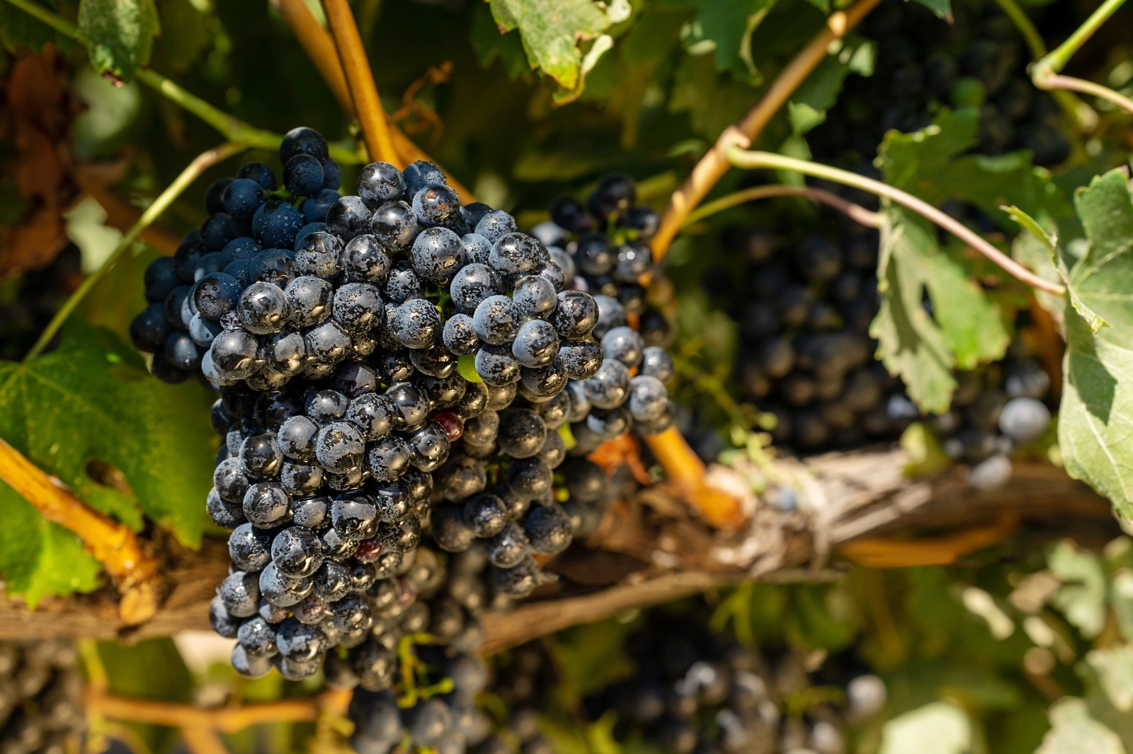 Эксперт рассказывает: Анчелотта Таманская